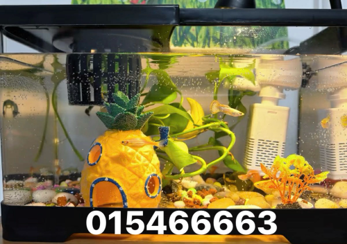 ឈុតទូត្រី 16$🪴🐠💦🌱🍍ឈុតទូត្រីលក់ដូចនៅក្នុងរូបបងៗ