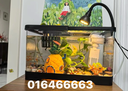 ឈុតទូត្រី 16$🪴🐠💦🌱🍍ឈុតទូត្រីលក់ដូចនៅក្នុងរូបបងៗ