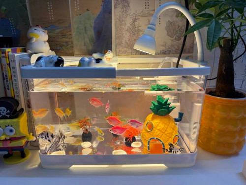 ឈុតទូត្រី 16$🪴🐠💦🌱🍍ឈុតទូត្រីលក់ដូចនៅក្នុងរូបបងៗ