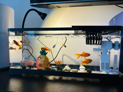 ឈុតទូត្រី 16$🪴🐠💦🌱🍍ឈុតទូត្រីលក់ដូចនៅក្នុងរូបបងៗ