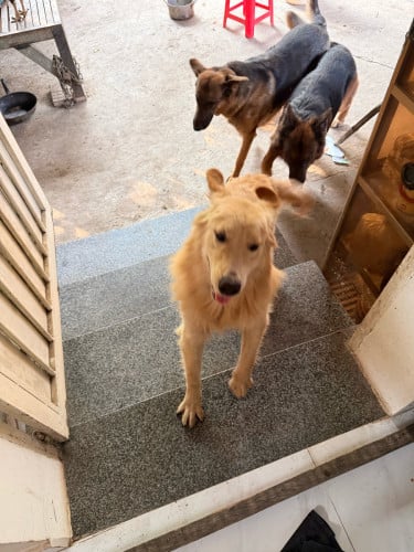 Golden Retriever (Men) 9 Month