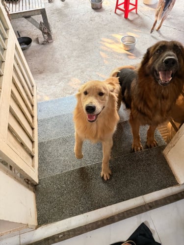 Golden Retriever (Men) 9 Month