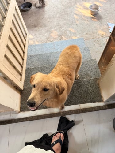 Golden Retriever (Men) 9 Month