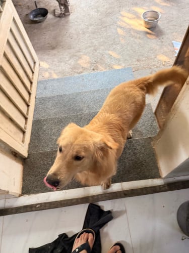 Golden Retriever (Men) 9 Month