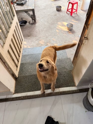 Golden Retriever (Men) 9 Month