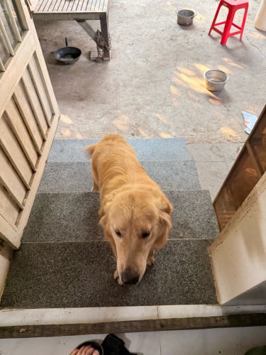 Golden Retriever (Men) 9 Month