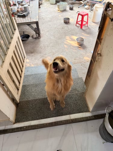 Golden Retriever (Men) 9 Month