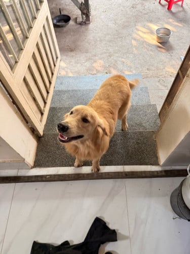 Golden Retriever (Men) 9 Month