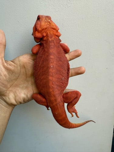Bearded dragon