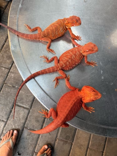 Bearded dragon