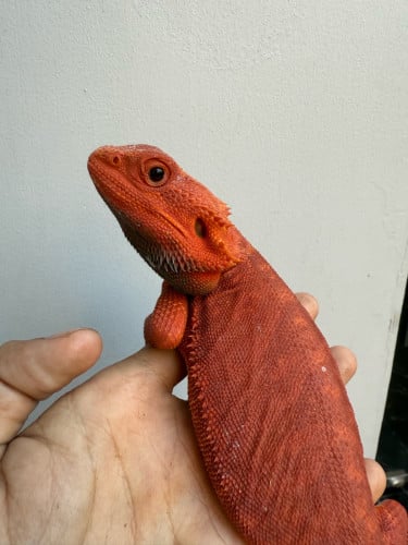 Bearded dragon