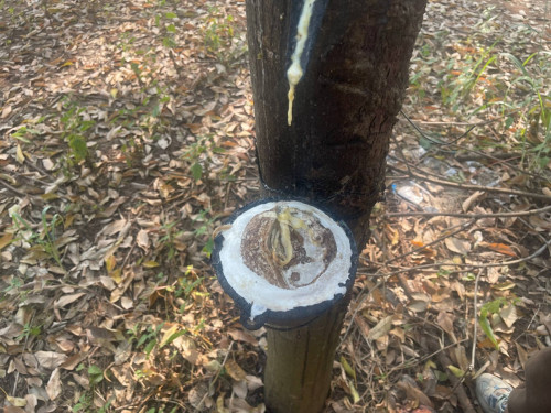 Rubber Plantation for Sale – 2.8 Hectares BATTAMBANG (VERY CHEAP $18500 per hectare!!)