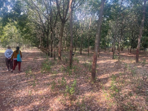 Rubber Plantation for Sale – 2.8 Hectares BATTAMBANG (VERY CHEAP $18500 per hectare!!)