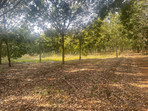 Rubber Plantation for Sale – 2.8 Hectares BATTAMBANG (VERY CHEAP $18500 per hectare!!)