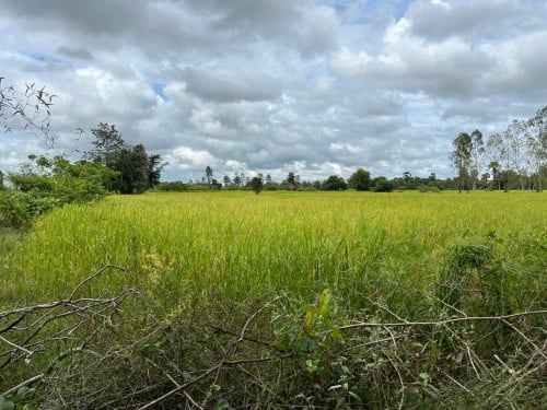 ដីចុងភូមិ អាចធ្វើស្រែចំការ ចិញ្ចឹមសត្វបាន