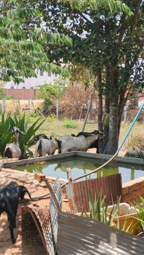 ពពែលក់តម្លៃក្នុងមួយគីឡូ 6 ដុល្លារ telegram 087500901