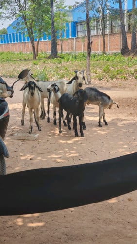 ពពែលក់តម្លៃក្នុងមួយគីឡូ 6 ដុល្លារ telegram 087500901