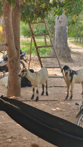 ពពែលក់តម្លៃក្នុងមួយគីឡូ 6 ដុល្លារ telegram 087500901