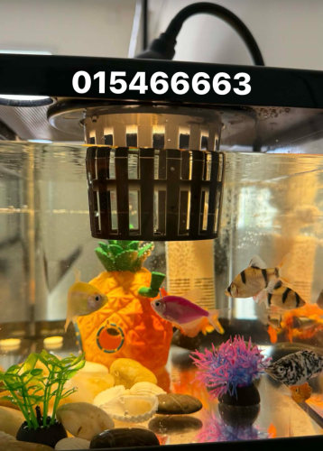 ឈុតទូត្រី
