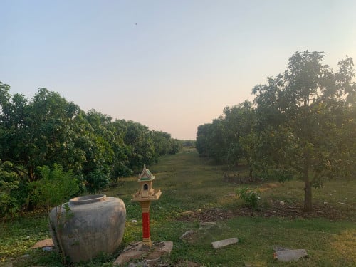 ដីចំការលក់ជាង18ហិចតាតម្លៃចរចារបាន