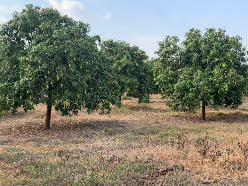 ដីចំការលក់ជាង18ហិចតាតម្លៃចរចារបាន