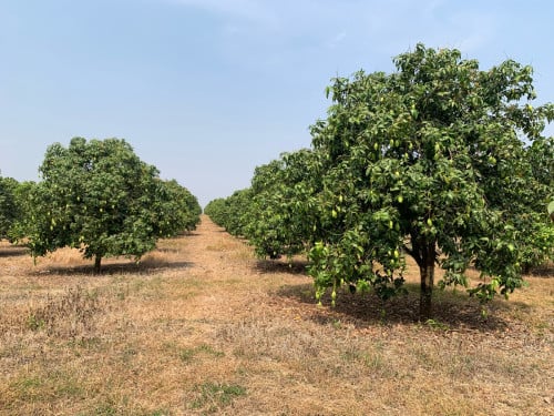 ដីចំការលក់ជាង18ហិចតាតម្លៃចរចារបាន