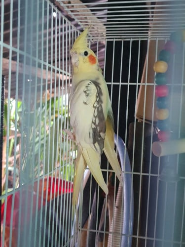 លក់ (តម្លៃចូលឆាត)