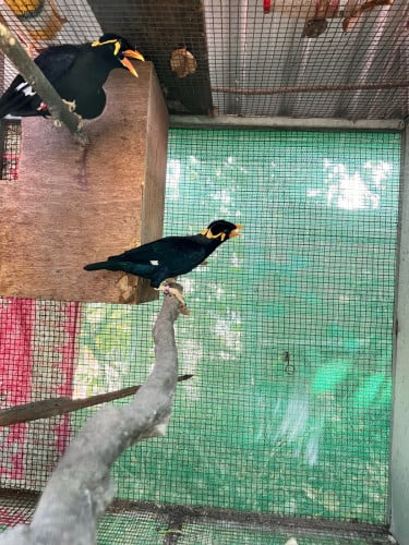អាវងឥណ្ឌូនេសុី
