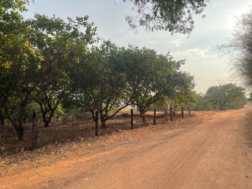 លក់ដីម្ចាស់ផ្ទាល់(មានប្លង់រឹង) ភូមិធំ ឃុំទួលព្រះឃ្លាំង ស្រុកស្ទឹងត្រង់ ខេត្តកំពង់ចាម (តម្លៃចរចាបាន))