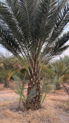 ដើម ល្មើ លក់ date palm for sale