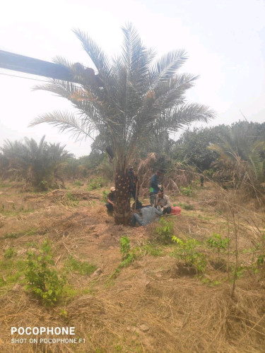 ដើម ល្មើ លក់ date palm for sale