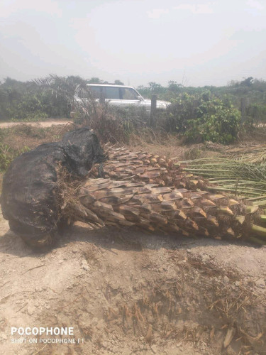 ដើម ល្មើ លក់ date palm for sale