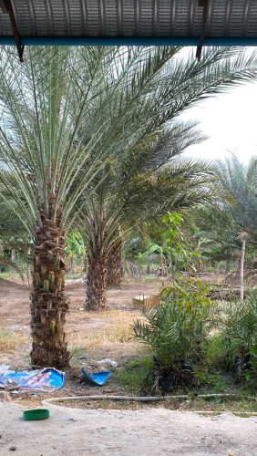 ដើម ល្មើ លក់ date palm for sale