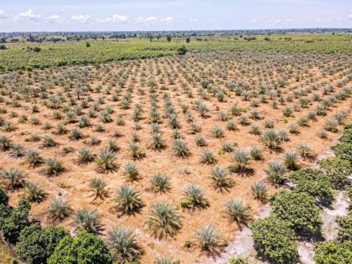 ដើម ល្មើ លក់ date palm for sale