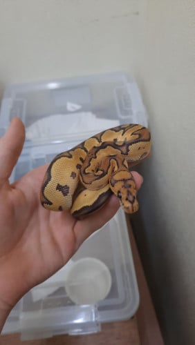 Ball Pythons male and female