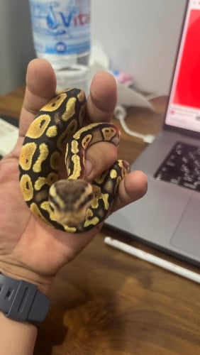 Ball Pythons male and female