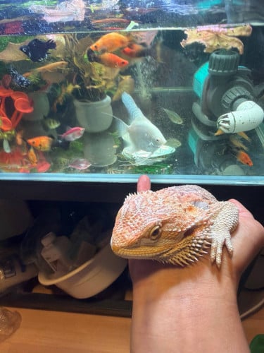 Beard Dragon