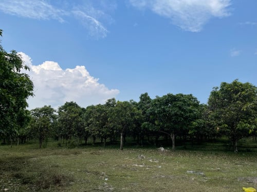 Land for SEZ development