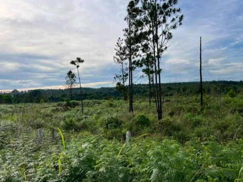 ដីលក់បន្ទាន់លុយខ្លាំង