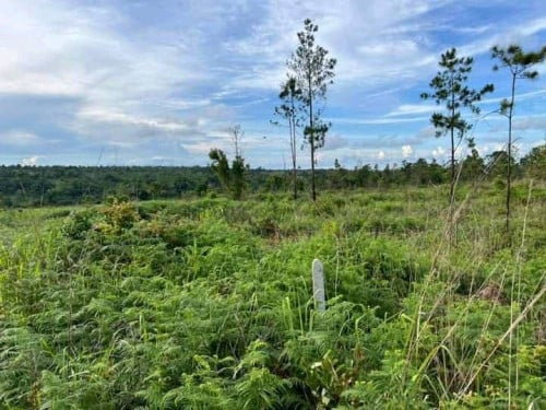 ដីលក់បន្ទាន់លុយខ្លាំង