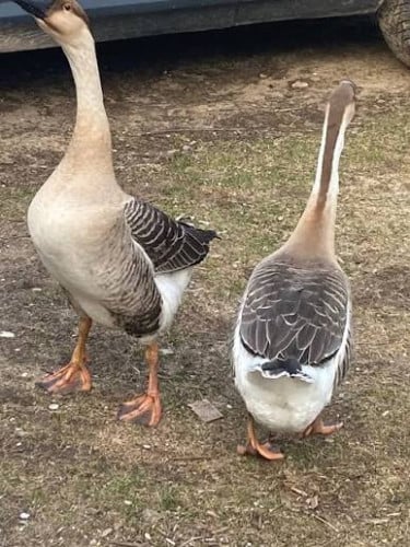 លក់សត្វក្ងាន Geese for Sell