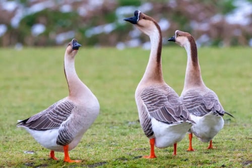 លក់សត្វក្ងាន Geese for Sell