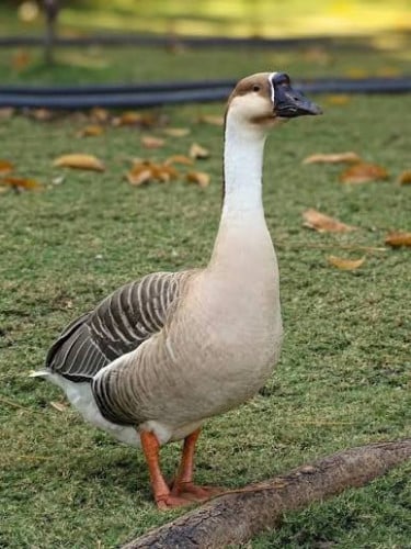 លក់សត្វក្ងាន Geese for Sell
