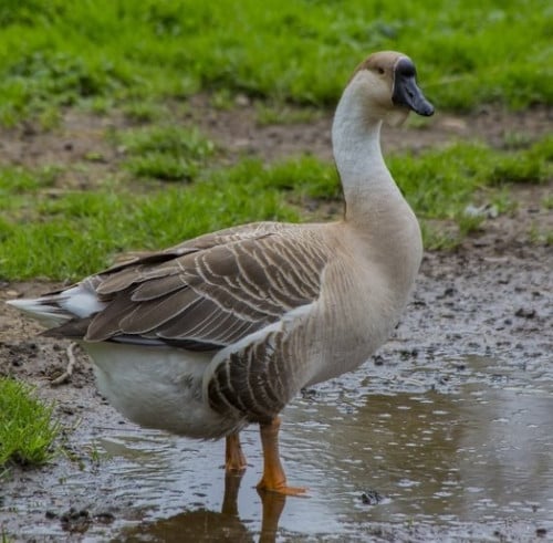 លក់សត្វក្ងាន Geese for Sell