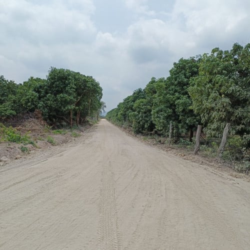 ដីចំការស្វាយលក់-Mango farm for sale Kiriroom mountian