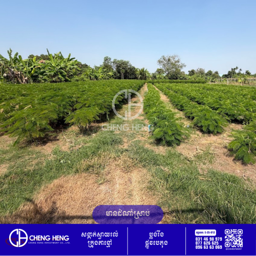 ដីលក់ ក្រុងតាខ្មៅ -S441