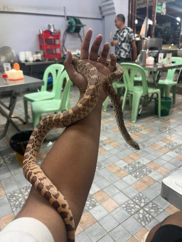 1 year old Female Bull Snake weight 700g