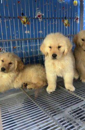 Golden Retriever