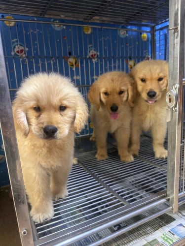 Golden Retriever