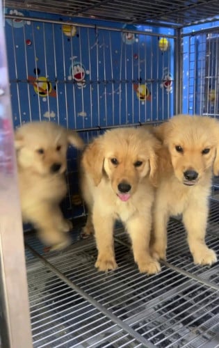 Golden Retriever